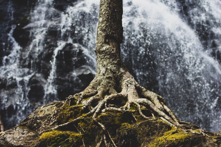 Root of Sin