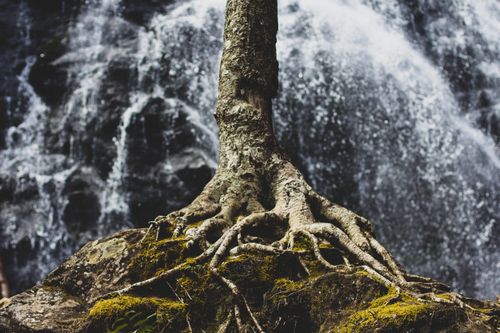 Root of Sin