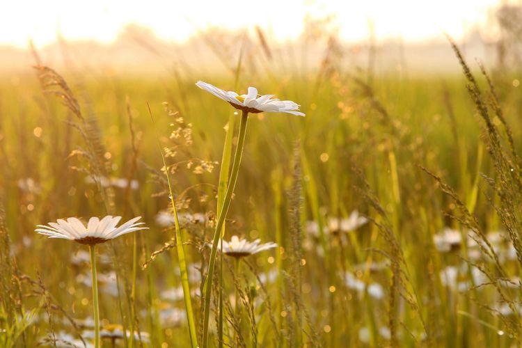 The Peace of Jesus