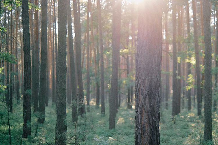 God, the Peacekeeper