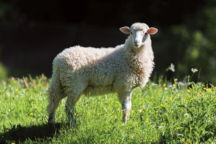 How the Old Testament Sacrifices Pointed to Christ