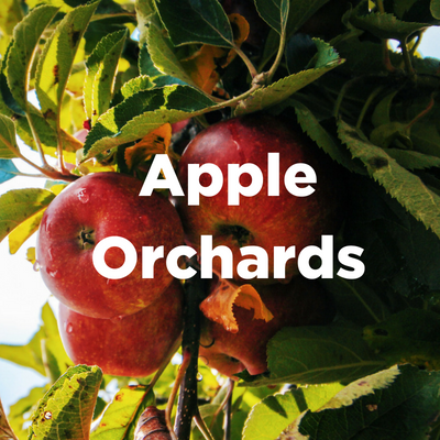 Apple Orchards