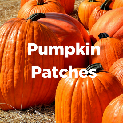 Pumpkin Patches