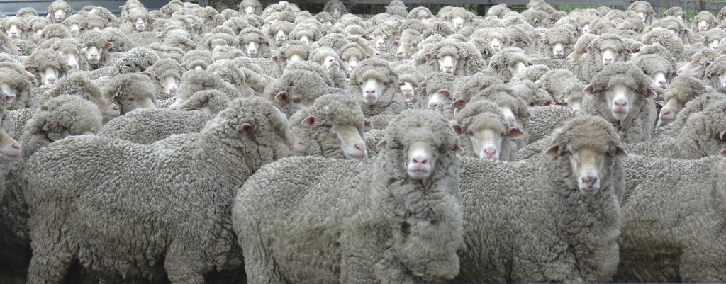 flock of sheep