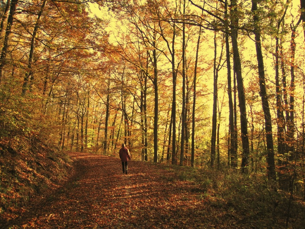 woods