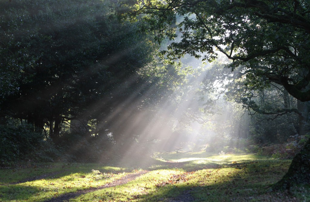 sunlight through trees