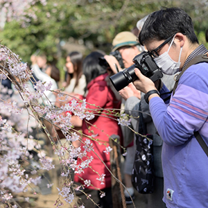 Cherry blossoms are a popular tourist attraction in Sapporo. 