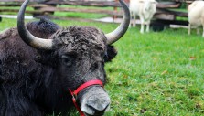 The Billy Graham Library’s Live Nativity Unleashed: Zak the Yak