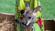 The Billy Graham Library’s Live Nativity Unleashed: Roc the Kangaroo