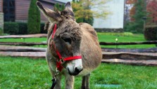 The Billy Graham Library’s Live Nativity Unleashed: Lucy the Donkey