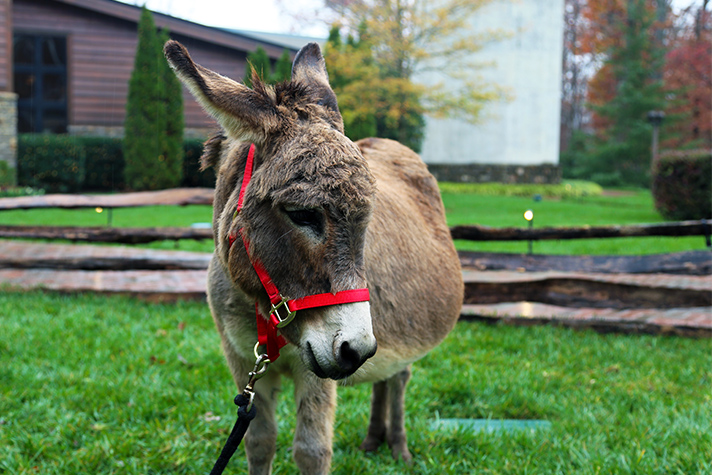 The Billy Graham Library's Live Nativity Unleashed: Lucy the Donkey