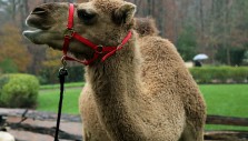 The Billy Graham Library’s Live Nativity Unleashed: Milo the Camel