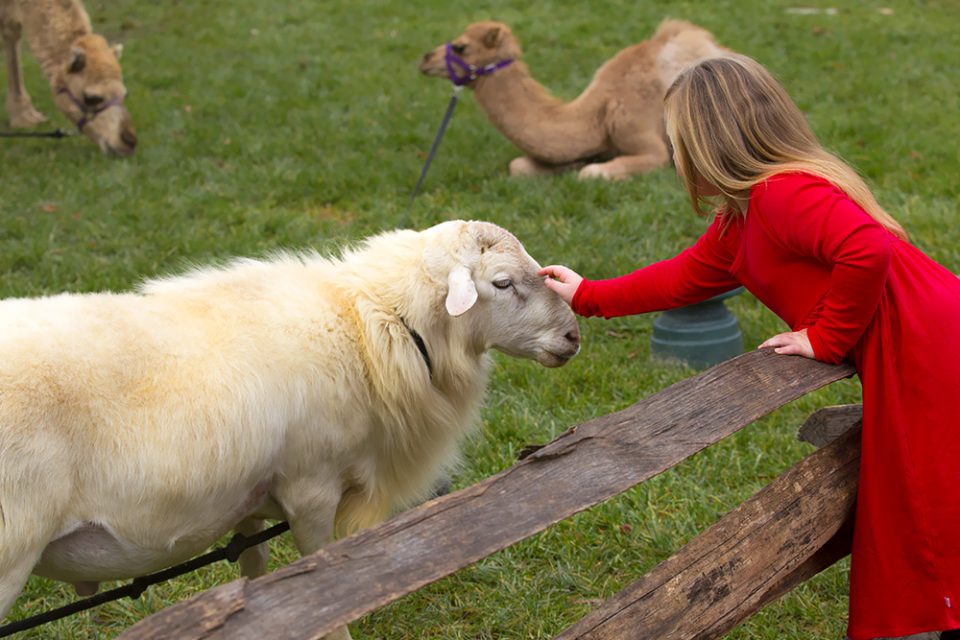 Girl petting a sheep