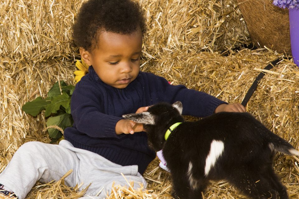 Toddler petting a goat