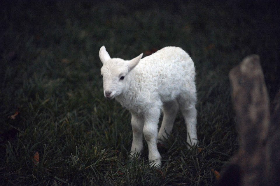 Baby lamb named Noel
