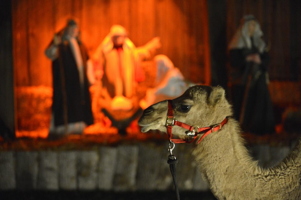 Camel in foreground; live nativity in background