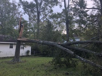 fallen tree