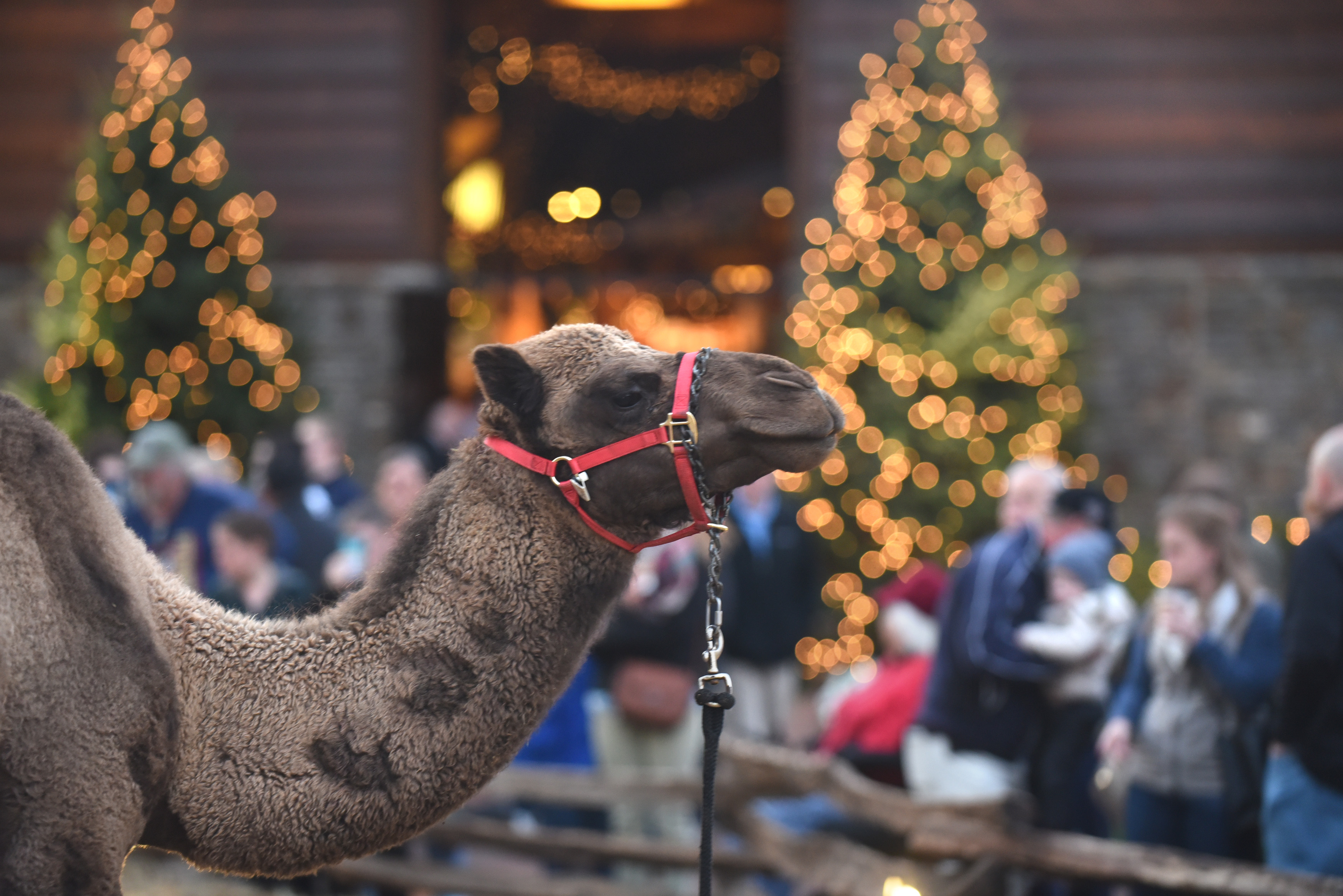 12/7/2019  Christmas at the Billy Graham Library. PHOTO BY TODD SUMLIN