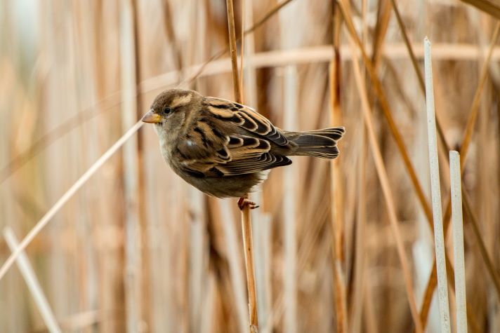 Small bird in the reeds