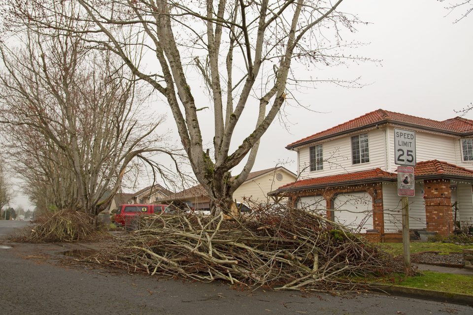 Pile of limbs on side of road