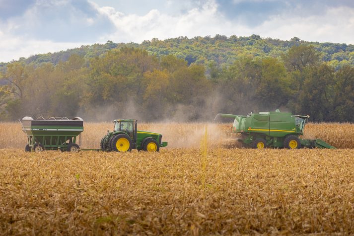 harvesting corn