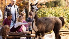 The Story Behind the Nativity Animals at the Billy Graham Library
