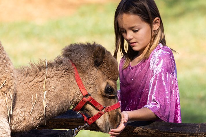 young girl petting camel