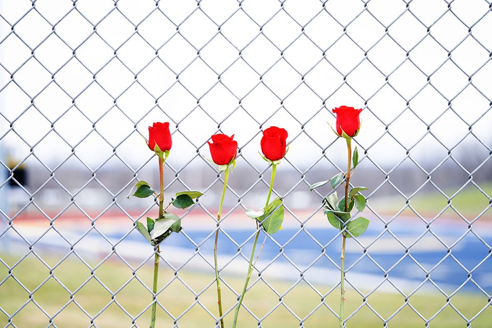 roses in fence