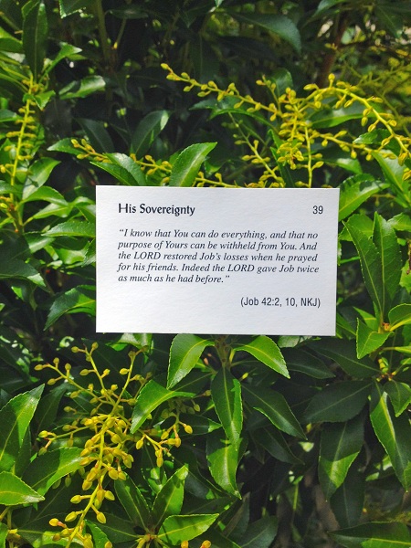 His Sovereignty Card 39 small