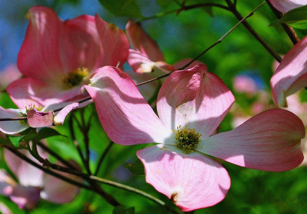 Dogwood near four-way stop_Apr_2012