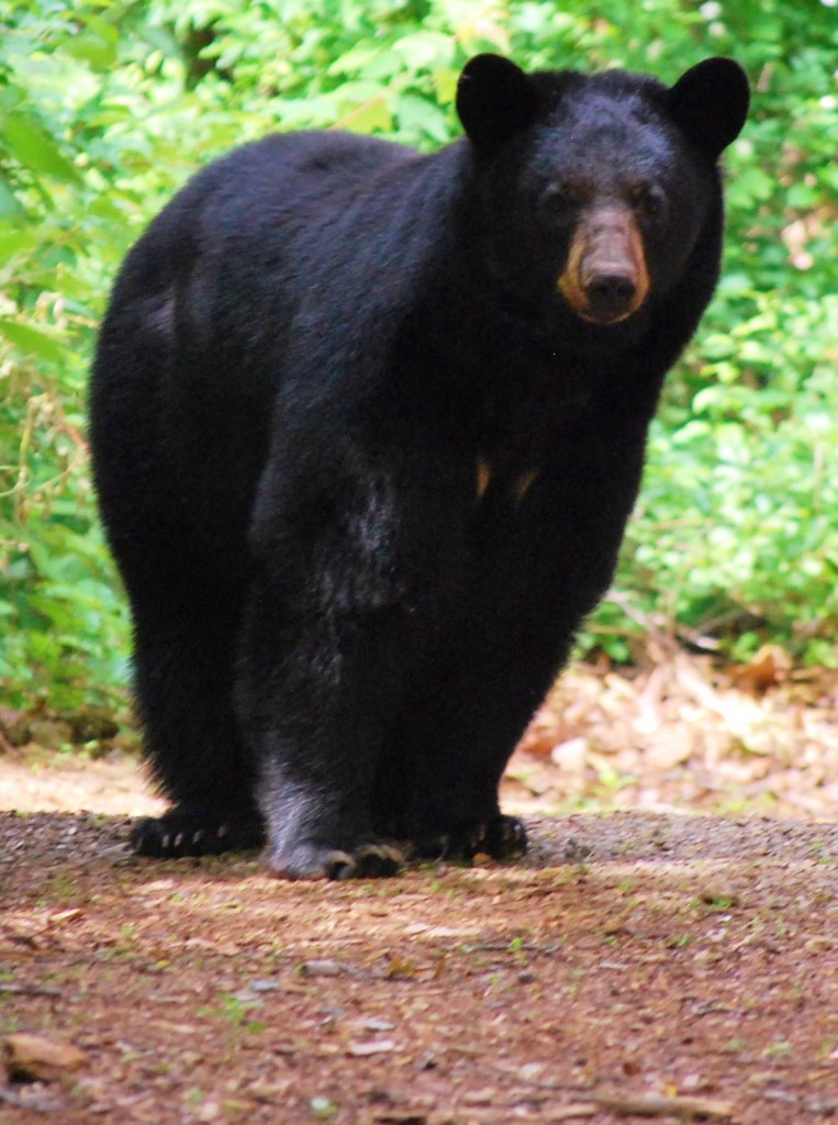 Momma bear on Cabin Road