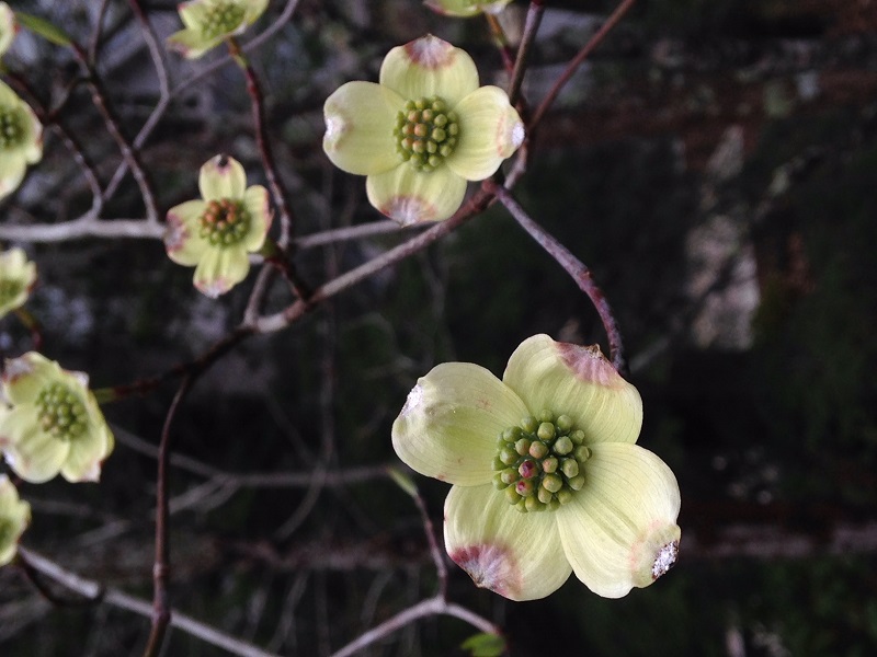 Dogwood Bloom at TC
