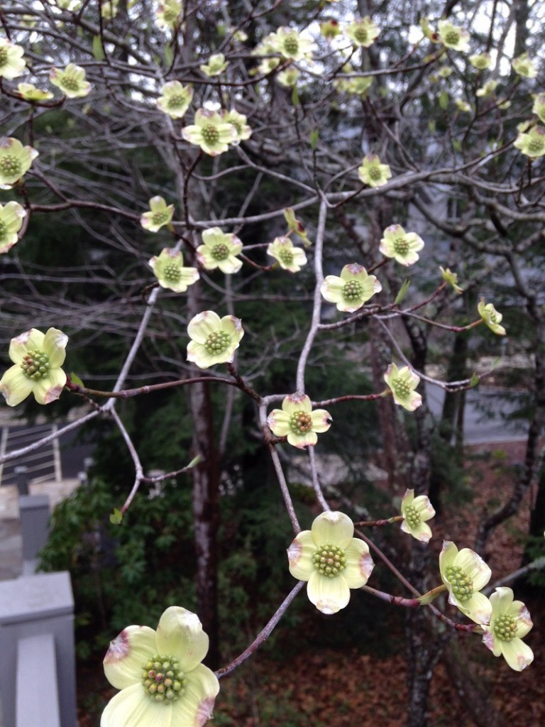 Dogwood blossoms at TC april 2015