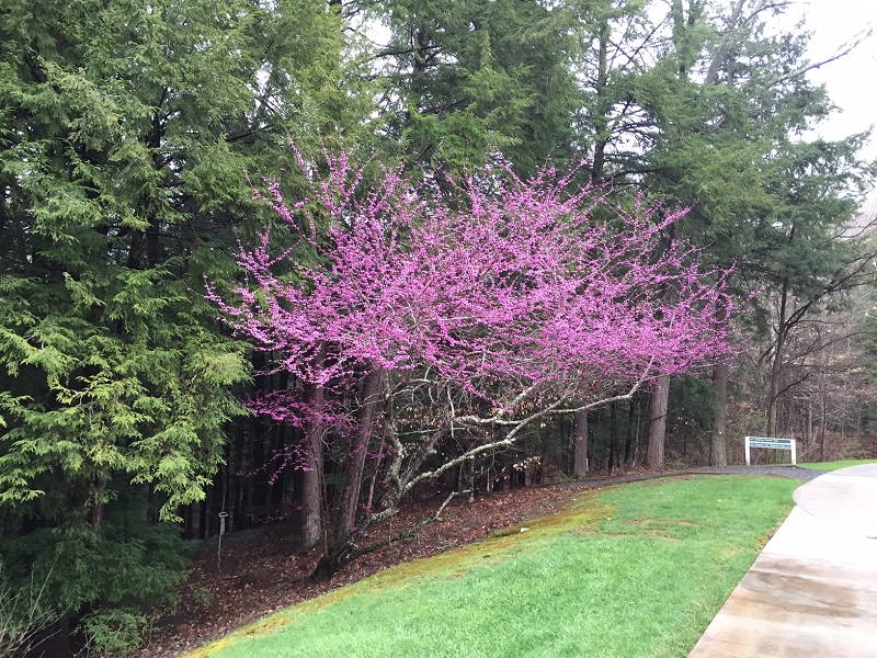 Redbud at the TC April 2015 2