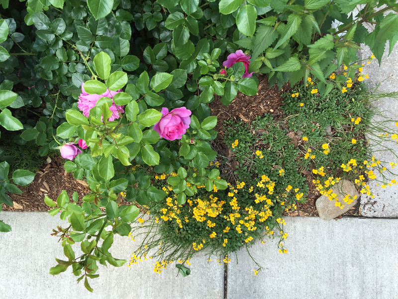 birdseyeview of pink roses and yellow flowers sm