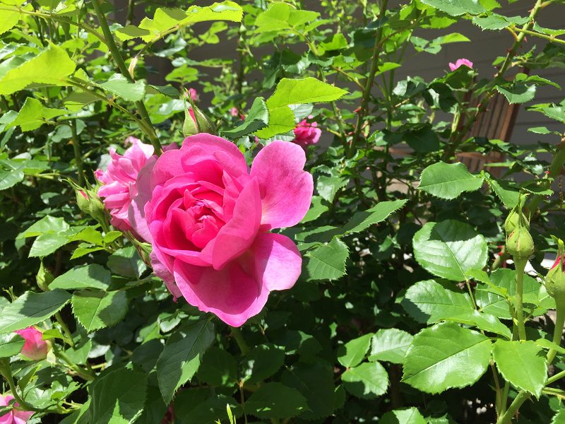 pink rose close up sm