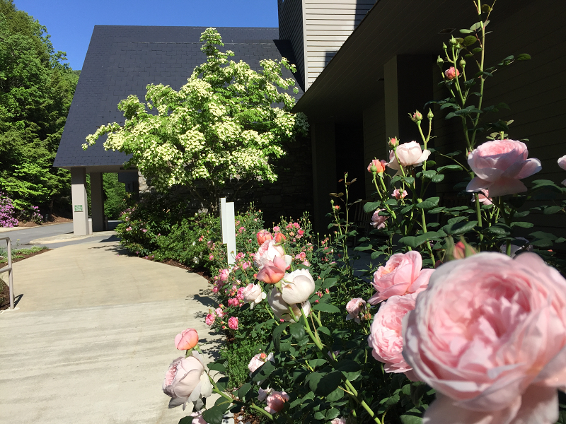 row of roses and kousa in the background sm
