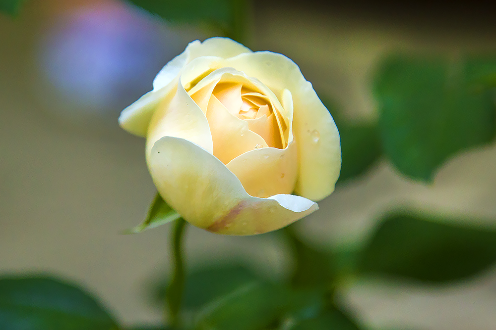IMG_2992_web
