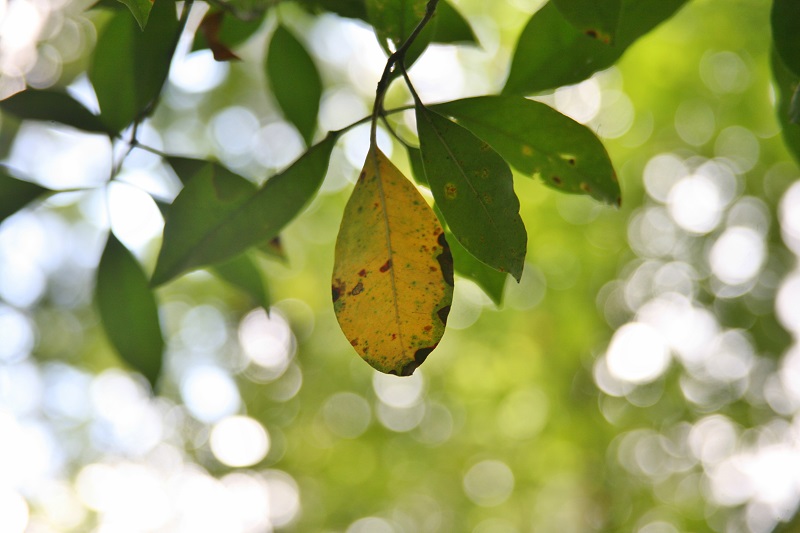 Leaves 9-13(small)
