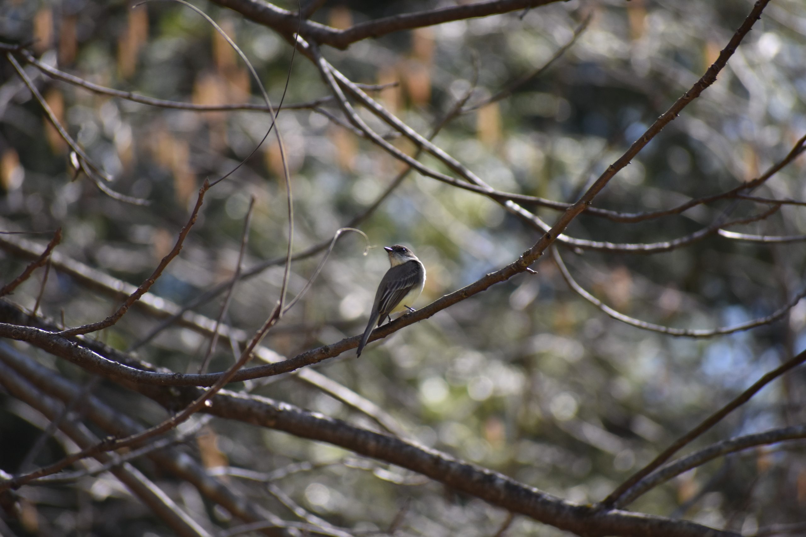 Nature at The Cove