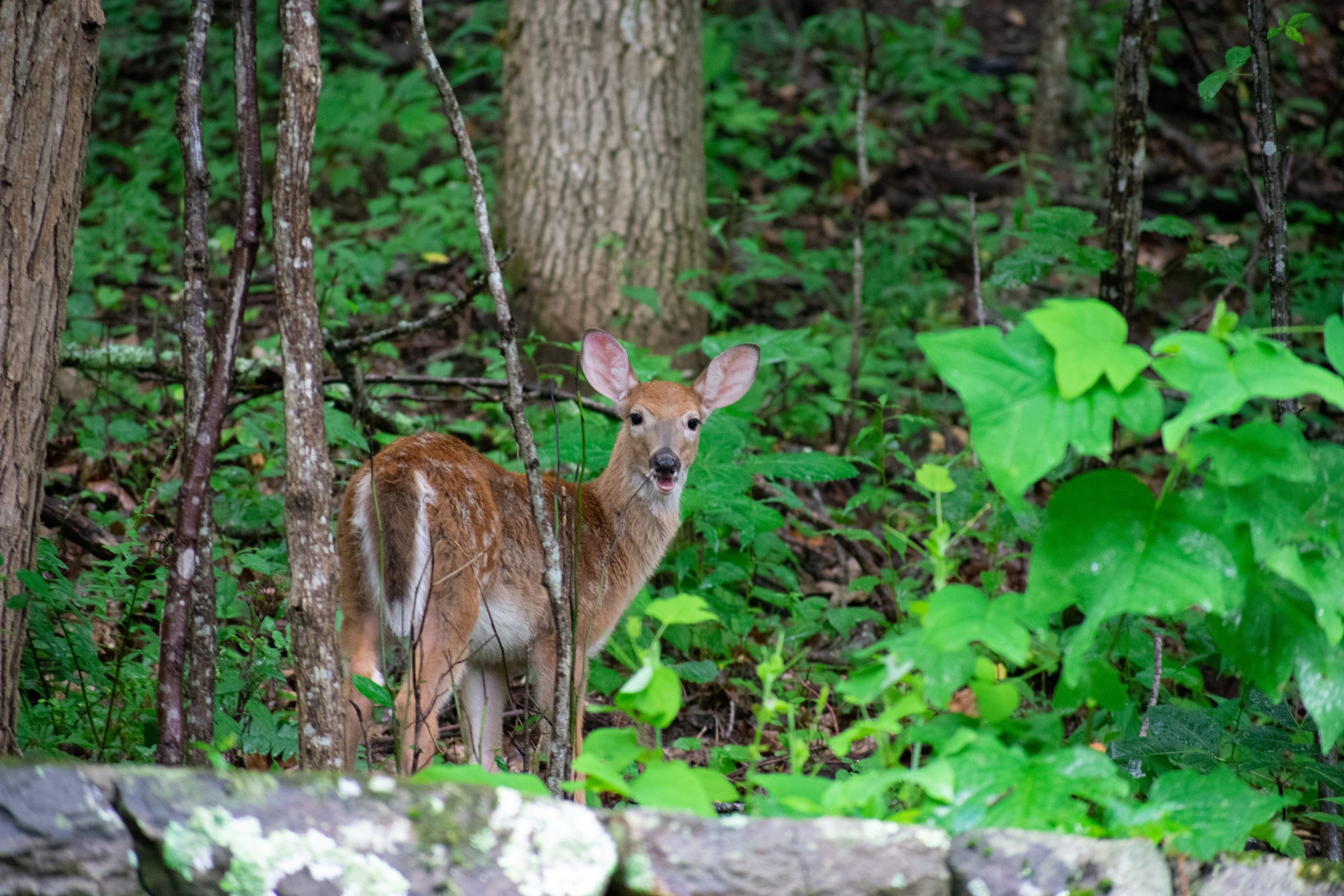 Nature at The Cove